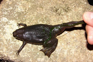 Pipa corvalo - frog Pipa corvalo - frog